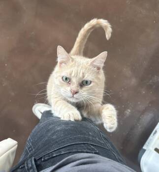 Kiki -  Domestic Short Hair Cat for Adoption - Kiki | PetCurious