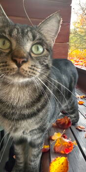 Rescue Tabby Cats for Adoption in Chandler, Arizona - Taco | PetCurious