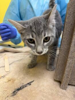 Squeakers -  Domestic Short Hair Cat for Adoption in Raleigh, North Carolina - Squeakers | PetCurious