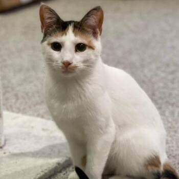 Patches 2 -  Domestic Short Hair Cat for Adoption in Middleton, Wisconsin - Patches 2 | PetCurious