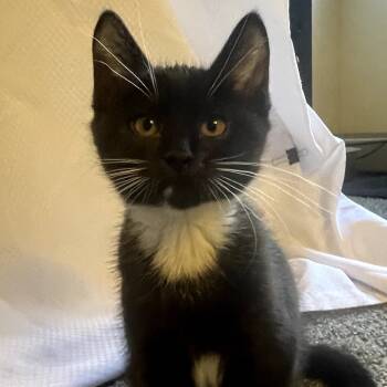 Rescue Domestic Short Hair Cats for Adoption in Ashland, Oregon - Hefty | PetCurious