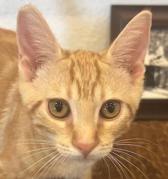 Tabby and Domestic Short Hair Cats Available for Adoption in North Highlands, California - OzzyB | PetCurious