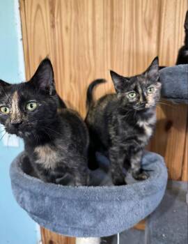 Rescue Domestic Short Hair Cats for Adoption in Lakesite, Tennessee - ANNIE & AMELIA | PetCurious