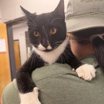 Suo -  Domestic Short Hair Cat for Adoption in Columbiana, Alabama - Suo | PetCurious