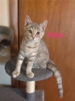Nitto -  Domestic Short Hair Cat for Adoption in West Mifflin, Pennsylvania - Nitto | PetCurious