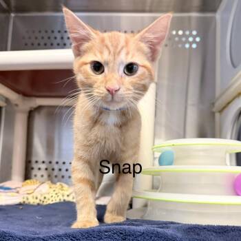 Snap -  Domestic Short Hair Cat for Adoption in Knoxville, Tennessee - Snap | PetCurious
