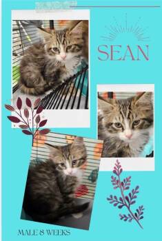 Sean -  Domestic Long Hair Cat for Adoption in Blountville, Tennessee - Sean | PetCurious