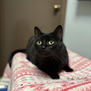 Domestic Short Hair Cats Available for Adoption in Fargo, North Dakota - Princess Leia | PetCurious