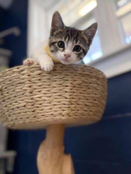 Domestic Short Hair Cats Available for Adoption in Athens, Alabama - THOMAS | PetCurious