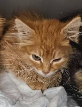 Orange DLH Kitten -  Domestic Long Hair Cat for Adoption in Green River, Wyoming - Orange DLH Kitten | PetCurious