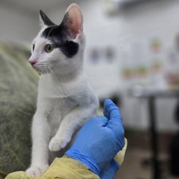 Namco -  Domestic Short Hair Cat for Adoption in Incline Village, Nevada - Namco | PetCurious