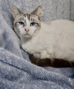 Domestic Short Hair and Siamese Cats Available for Adoption - Ginger | PetCurious