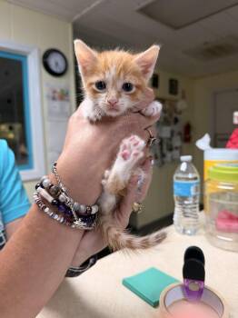Taco -  Domestic Short Hair Cat for Adoption in Sanford, North Carolina - Taco | PetCurious