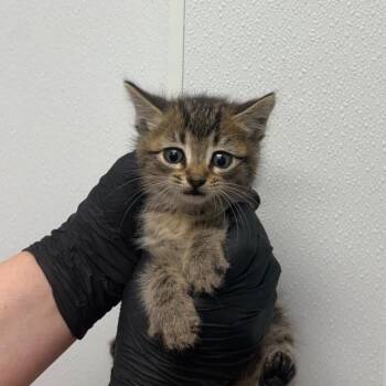 Wiggle -  Domestic Short Hair Cat Available for Adoption in Abilene, Texas - Wiggle | PetCurious