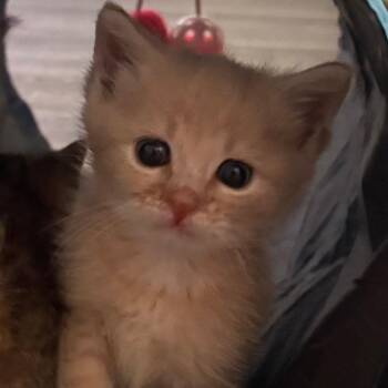Quartz (in Stevensville, MD) -  Domestic Short Hair Cat for Adoption - Quartz (in Stevensville, MD) | PetCurious