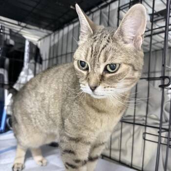 Fay -  Domestic Short Hair Cat for Adoption in New York, New York - Fay | PetCurious