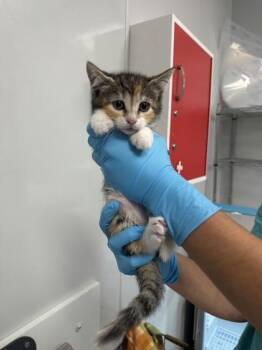 Domestic Short Hair Cats Available for Adoption in North Charleston, South Carolina - 06617B Gladis | PetCurious