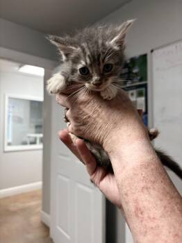 Whale -  Domestic Short Hair Cat for Adoption in Bolivar, Missouri - Whale | PetCurious