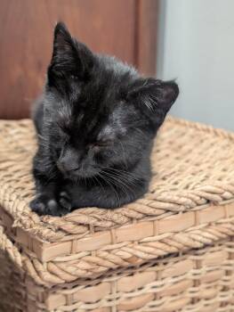 Nola, Willow Grove Area, (FCID 6/17/2026-152) -  Domestic Short Hair Cat for Adoption in Greenville, Delaware - Nola, Willow Grove Area, (FCID 6/17/2026-152) | PetCurious
