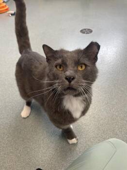 Pickles* -  Domestic Short Hair Cat for Adoption in Trenton, Maine - Pickles* | PetCurious