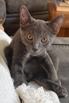 Rescue Domestic Short Hair Cats for Adoption in Anoka, Minnesota - Ross – Dashing Gray Goofball With A Soft Spot | PetCurious