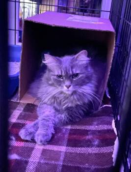 Rescue Domestic Medium Hair Cats for Adoption in Elyria, Ohio - Judge Judy Ask To Meet! In Foster! | PetCurious