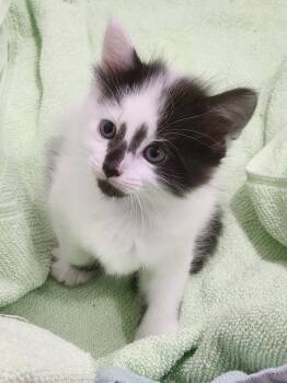 Rescue Domestic Long Hair Cats for Adoption in Bristol, Tennessee - Sundae | PetCurious