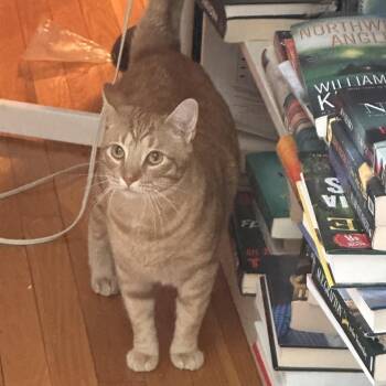 Domestic Short Hair and Tabby Cats Available for Adoption in Brighton, Tennessee - Oscar (Bev-fostered In New England) | PetCurious