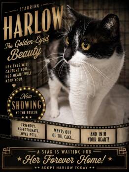 Domestic Short Hair Cats Available for Adoption in Greenville, Delaware - Harlow (FCID# 04/20/2026 - 90 Trainer) | PetCurious