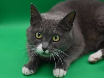 Domestic Short Hair Cats Available for Adoption in Portland, Oregon - Frannie | PetCurious
