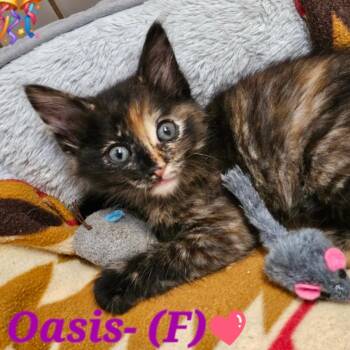 Oasis -  Domestic Short Hair Cat for Adoption in Westminster, California - Oasis | PetCurious