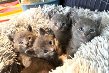 Russian Blue Cats Available for Adoption in Ypsilanti, Michigan - Four Russian Brothers (to Be Adopted In Pairs) | PetCurious