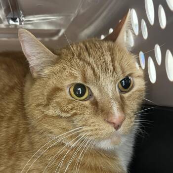 Domestic Short Hair Cats Available for Adoption in Murray, Utah - Dennis | PetCurious