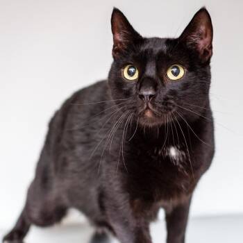 Barry -  Domestic Short Hair Cat for Adoption in Hattiesburg, Mississippi - Barry | PetCurious