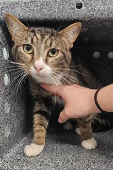 Harvey -  Domestic Short Hair Cat for Adoption in Athens, Tennessee - Harvey | PetCurious