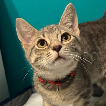 Domestic Short Hair Cats Available for Adoption - S&T: Tiny | PetCurious