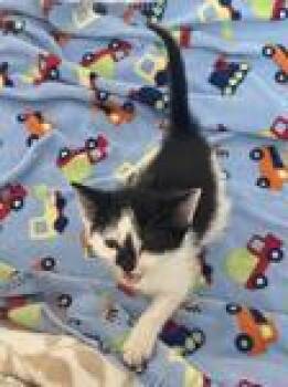 Rescue Domestic Medium Hair Cats for Adoption in Buford, Georgia - Zen | PetCurious