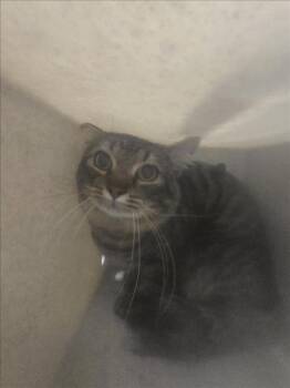 Domestic Short Hair Cats Available for Adoption in Derwood, Maryland - FILDO | PetCurious