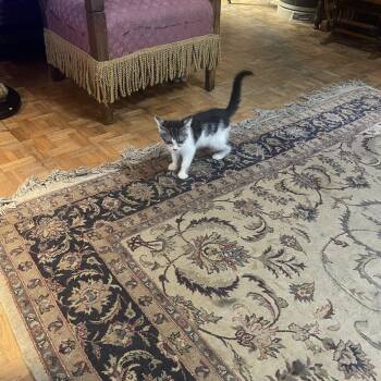 Ziggy -  American Shorthair Cat for Adoption in Chattanooga, Tennessee - Ziggy | PetCurious