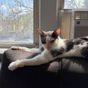 Tien -  Domestic Short Hair Cat for Adoption in La Grange, Kentucky - Tien | PetCurious