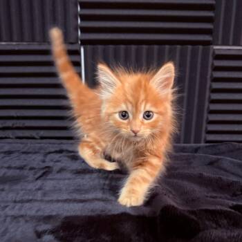 Timber Crock -  Domestic Medium Hair Cat for Adoption in Eagle Mountain, Utah - Timber Crock | PetCurious
