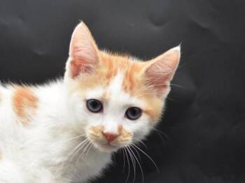 Cantaloupe -  Domestic Short Hair Cat for Adoption in Portland, Oregon - Cantaloupe | PetCurious