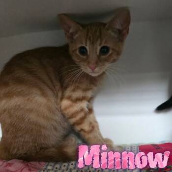 Rescue Domestic Short Hair Cats for Adoption in Hillsboro, Ohio - Minnow | PetCurious