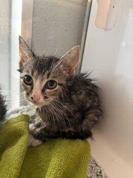 Shortbread -  Abyssinian Cat for Adoption in Mustang, Oklahoma - Shortbread | PetCurious