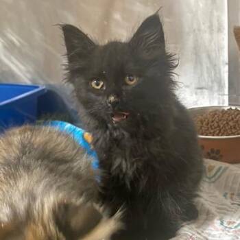 Jesse James -  Domestic Long Hair Cat for Adoption in Chehalis, Washington - Jesse James | PetCurious