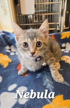 Nebula -  Domestic Short Hair Cat for Adoption in Sidney, Ohio - Nebula | PetCurious