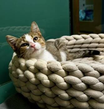 Dip -  Domestic Short Hair Cat for Adoption in Suffolk, Virginia - Dip | PetCurious