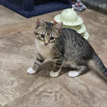Nox -  Domestic Short Hair Cat for Adoption in Lancaster, Kentucky - Nox | PetCurious