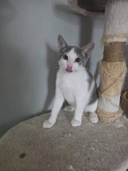 Christopher -  Domestic Short Hair Cat for Adoption in Berwick, Pennsylvania - Christopher | PetCurious