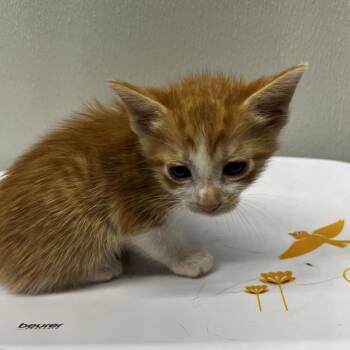 Binx -  Domestic Short Hair Cat for Adoption in Tampa, Florida - Binx | PetCurious
